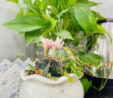 Moc Chau Bed & Breakfast | Gaubong House