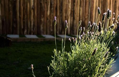 Caparao National Park Other | Glamping Caparaó - Domo Terracota