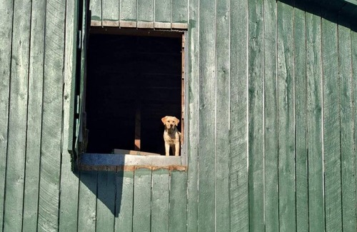 McLeansville House | Glamping in our 100 year old rustic bunkhouse on a 20 acre working horse farm !