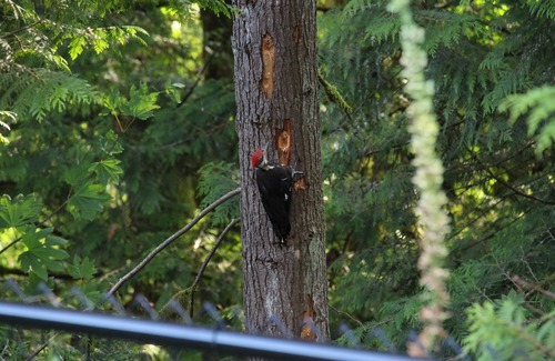 Maple Ridge House | Golden Ears Nature's Delight