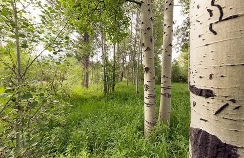 Moose Wilson Road Condo | Great Location, Fishing Themed Condo in Jackson Hole, WY.