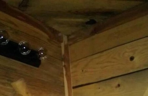 Fifty-Six Cabin | Great Oaks Cabins, Cabin 5