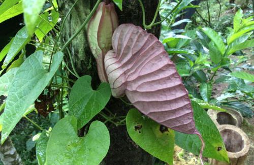 Pacto Other | Guayabo Verde
