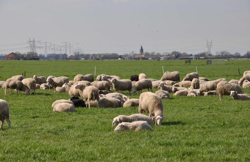 Waterland Bed & Breakfast | Gypsy Waggon - A villa on wheels