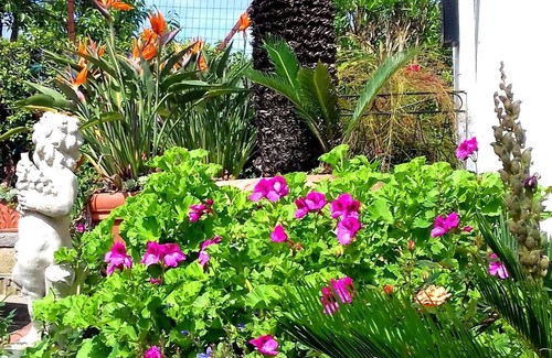 Barano d'Ischia House | Hibiskus cozy studio