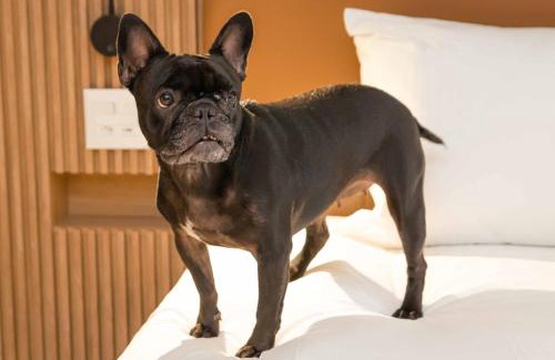 Sao Jose do Rio Preto Hotel | Hilton Garden Inn São José do Rio Preto