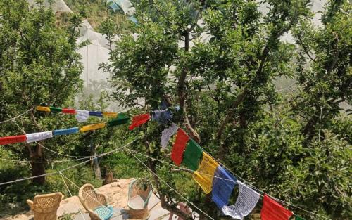 Kumharsain House | Himalayan Yew Camps and Homestay by StayApart