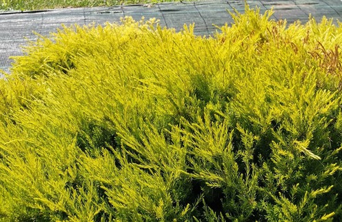 Cangas House | Hio O Saramagal House