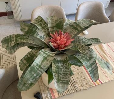 Engenheiro Coelho House | Holambra tá aqui pertinho!