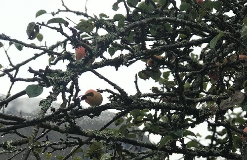 Jolster House | Holiday apartment Skei i Jølster for 1 - 5 persons with 2 bedrooms - Holiday house