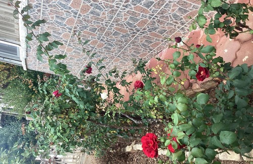 Bogazkent House | Holiday house Boğazkent for 1 - 12 persons with 6 bedrooms - Row house
