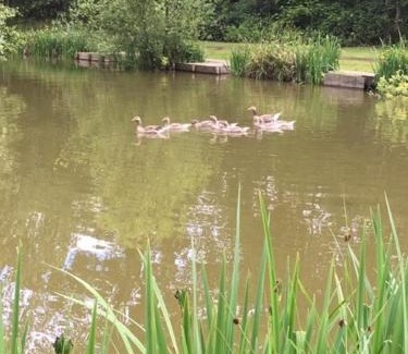 Ryther Cabin | Hollicarrs - White Rose Lodge