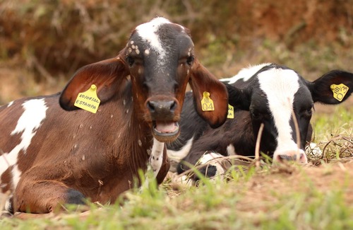 Ipuiuna Other | Hotel Fazenda Pousada Vale Encantado