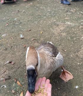 Teresopolis Hotel | Hotel Fazenda São Moritz