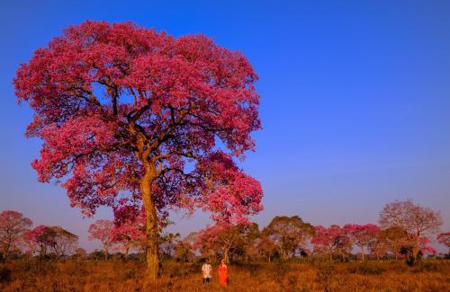 Pocone Hotel | Hotel Pantanal Mato Grosso