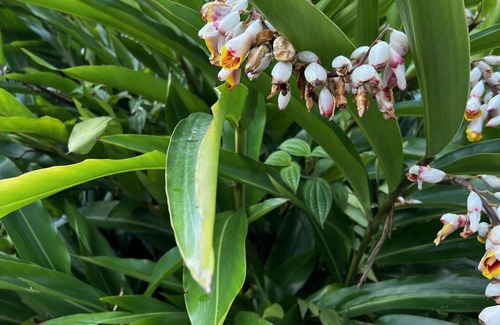 Morretes House | House in the middle of the Morretes Atlantic Forest overlooking Pico do Marimbi