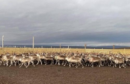 Polmak House | Hytte midt i finnmarks lakseparadis