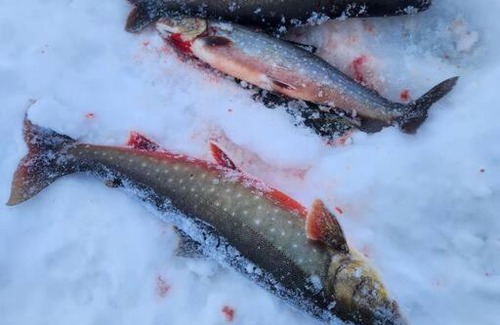 Polmak House | Hytte midt i finnmarks lakseparadis