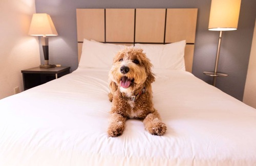 Morris Plains Hotel | Ideal Mix of Comfort and Value! 4 Posh Units, Pets are Allowed Here