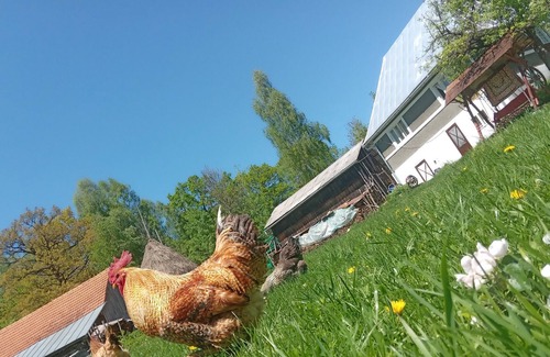 Tarina House | Idylic Family Sejour with Hottube in Green Land