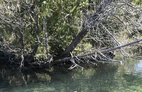 Homosassa Cottage | Immaculate Waterfront Cottage