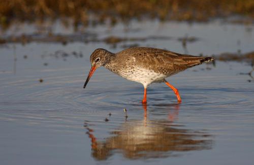 Staranzano House | Isola della Cona - Riserva naturale Foce dell'Isonzo