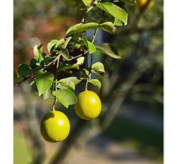 Itaipava Apartment | Jardim Secreto - Itaipava