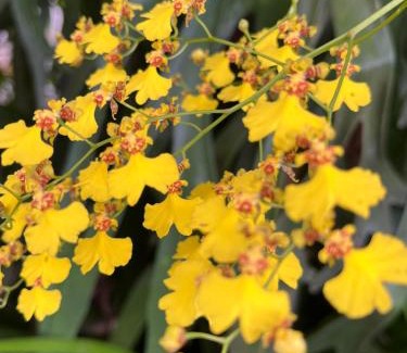 Itaipava Apartment | Jardim Secreto - Itaipava