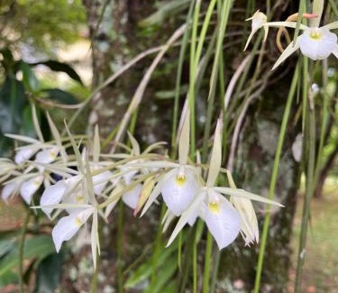 Itaipava Apartment | Jardim Secreto - Itaipava