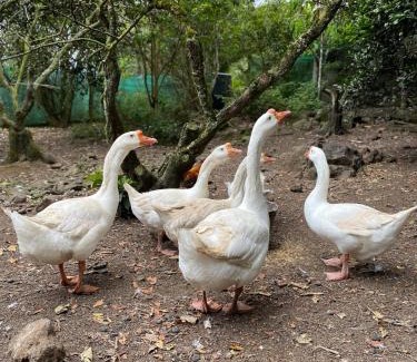 Santiago House | Jicote finca de ecoturismo