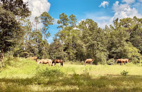 Harold Cottage | Juniper Creek Cottage- on 10 acres with a creek!