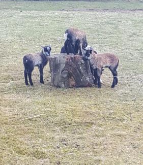 Fraena Apartment | Kjørsvik Øvre