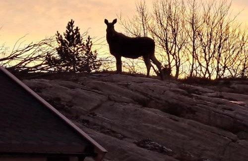 Afjord Apartment | Kleines Haus am Fjord