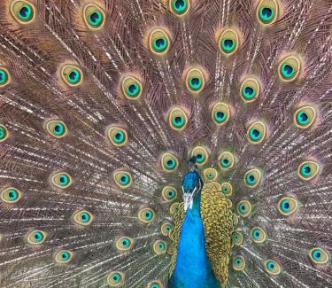 Tromso Other | Koselig dyregård i Tromsø