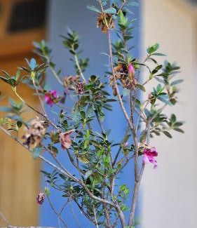 Kumai House | Krishna Maya Homestay