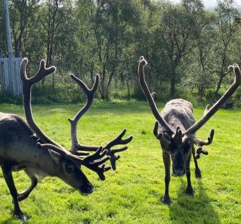 Karlsy Other | Lávvu