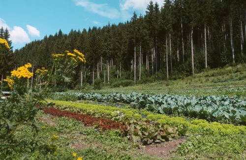 San Nicolo di Comelico Apartment | Lärchenwirt Dolomites