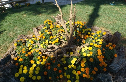 Monte Chiaro Apartment | L 'Antica Pigna Chateau - Olive Tree Apartment