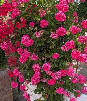 Murchas Resort | La Cañota Suite King Rooms Adults Only