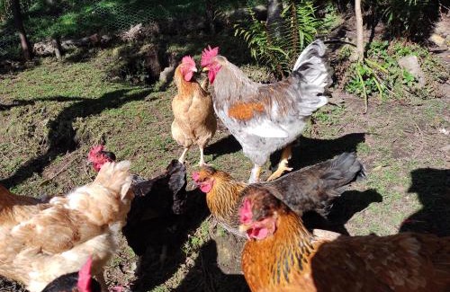 Usaquen House | La Casita de Chocolate 2