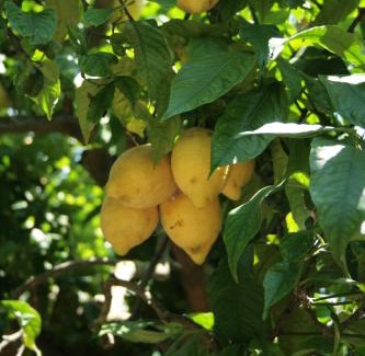 Piano di Sorrento Bed & Breakfast | La Gaggia Guest House