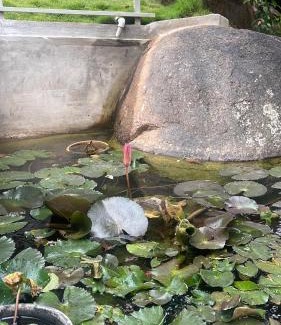 Yelagiri Resort | Lakshmi Flower Tech Resort