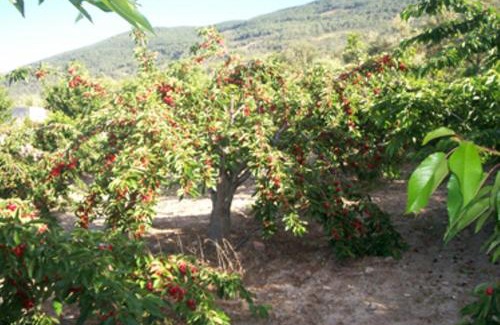Barrado House | Las Calabazas