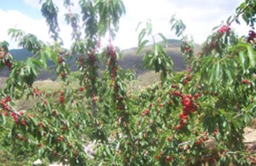 Barrado House | Las Calabazas