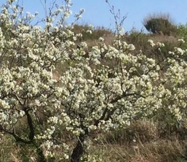 Velez Rubio Bed & Breakfast | Las Persianas Azules