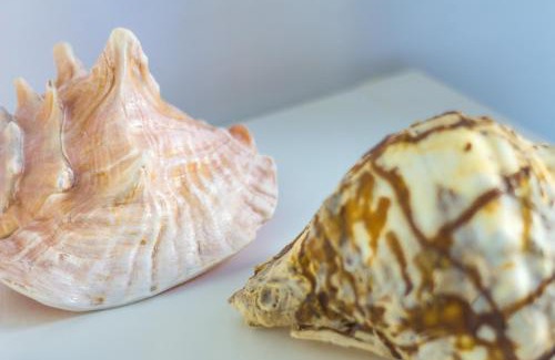 Marettimo Apartment | Le Conchiglie
