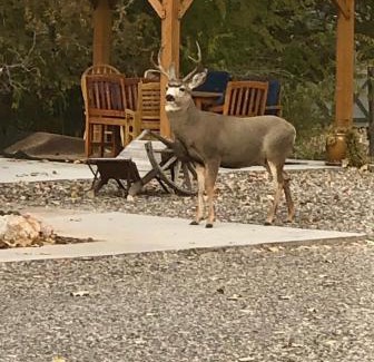 East Thermopolis House | Loved By Guests ! Thanksgiving Available, Highly Rated, Location Perfect, Pools One Minute, Amenity-Rich, and Pup Friendly, Discover An Exceptional Wyoming Stay, Thermopolis River Walk Home at Hot Springs State Park, 'Where Families and Fisherman Stay'