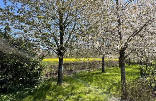 Splietsdorf Apartment | Lovely apartment for 3 people with WIFI, TV, terrace and pets allowed