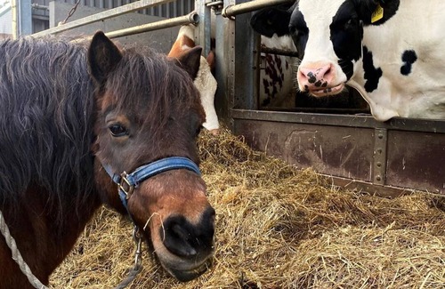 Leidschendam Apartment | Luxury hotel rooms, possibly with farmer's breakfast!