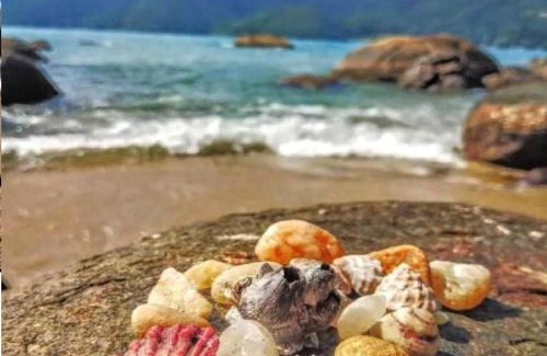 Ubatuba Hotel | Mar Suites Tenório